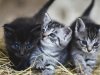 Kedi Tırmalaması Durumunda Ne Yapmalı