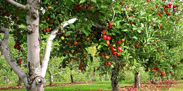 Meyve Vermeyen Ağaçlar İçin İlginç İpuçları