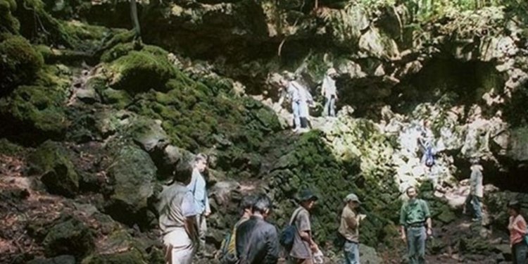 Japonya İntihar Ormanı ve Bilinmeyenler